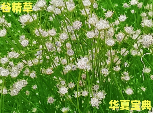 谷精草[草本植物中药名]