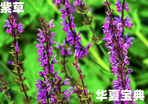 紫草[草本植物中药名]