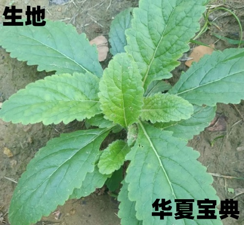 1757746314447992.jpg 915_im_副本.jpg